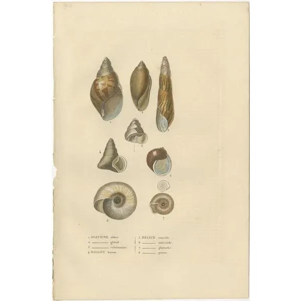 Mosaic of Mollusk Diversity, 1845, Paper, Set of 3 For Sale - Image 3 of 6