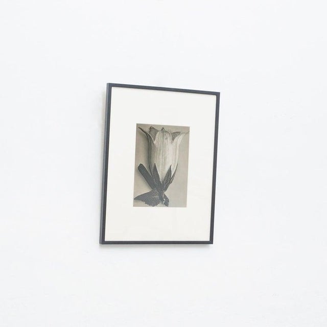Karl Blossfeldt, Black and White Botanical Image, 1942, Photogravure, Framed For Sale - Image 10 of 14