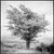 Paul Cooklin, Tree, Photograph For Sale