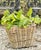 Artifacts Rattan Square Tapered Planter with Black Plastic Insert, Natural, 11.5" For Sale - Image 4 of 10