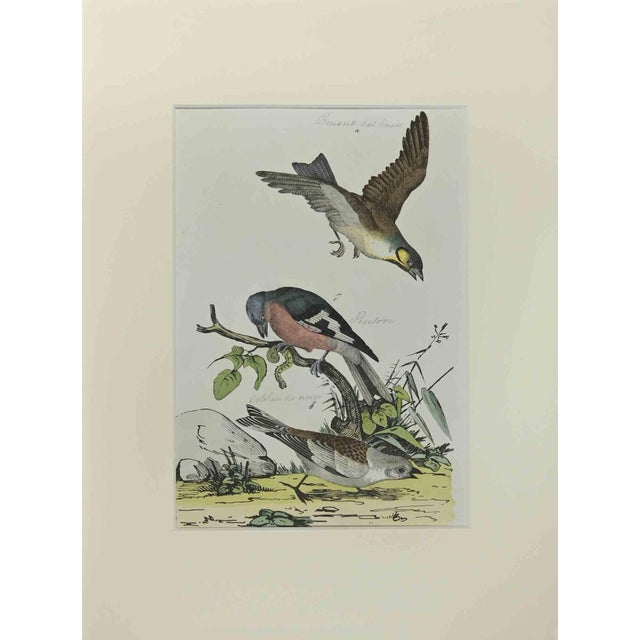 Johann Friedrich Naumann, Finch, Etching, 1840 For Sale
