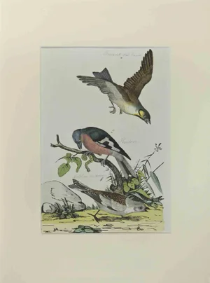 Johann Friedrich Naumann, Finch, Etching, 1840