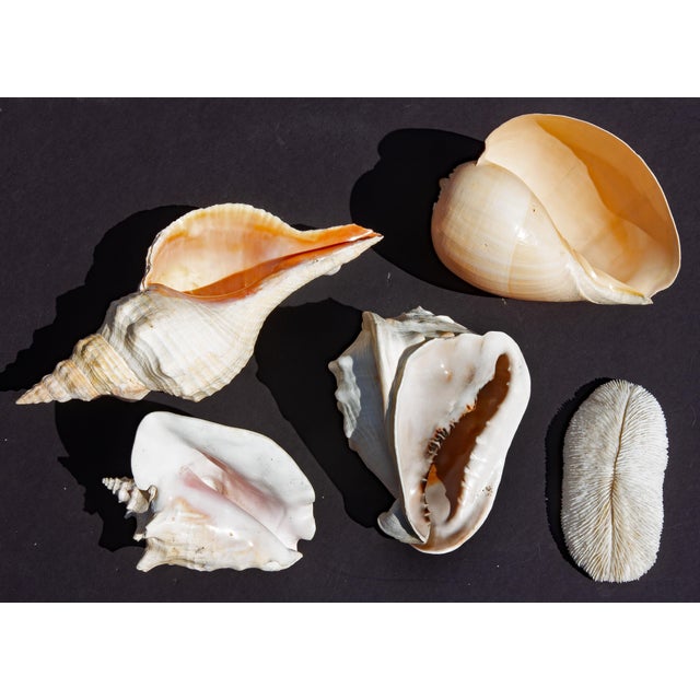 Collection of four large conch shells and a piece of coral.
