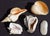 Collection of four large conch shells and a piece of coral.