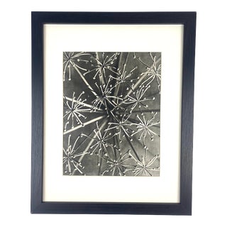 1940s Framed Botanical Blossfeldt Print - No. 114 For Sale
