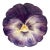 French Majolica Pansy Plate Jerome Massier, Circa 1890 For Sale