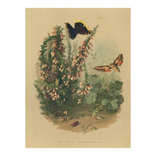 C1880 French Antique Botanical Chromolithograph With Butterflies, Matted For Sale