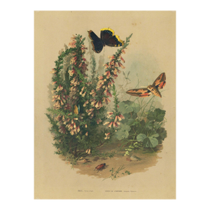 C1880 French Antique Botanical Chromolithograph With Butterflies, Matted