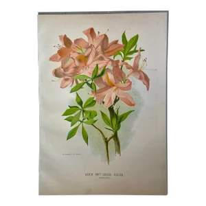 Antique Botanical Print From England Showcasing a Romantic Pink Soft-Leaved Azalea Bush - Circa 1891