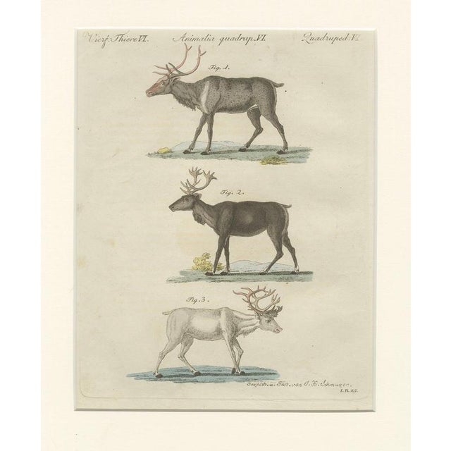 Bertuch, Reindeer & Northern Deer, 1792, Engraving For Sale - Image 4 of 10