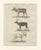 Bertuch, Reindeer & Northern Deer, 1792, Engraving For Sale - Image 4 of 10