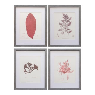 Custom Framed British Seaweed Giclée Prints - Set of Four For Sale
