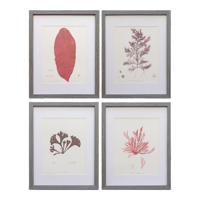 Custom Framed British Seaweed Giclée Prints - Set of Four For Sale