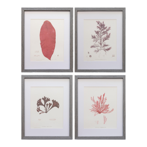 Custom Framed British Seaweed Giclée Prints - Set of Four
