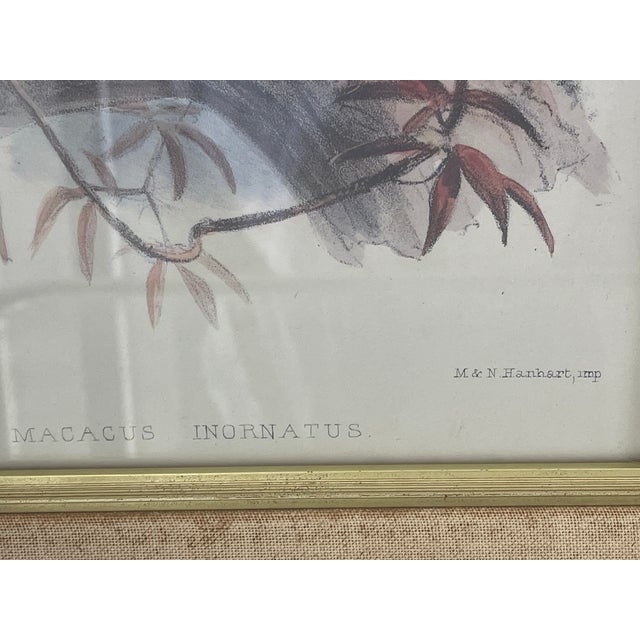 Antique Monkey Macau’s Chromolithographs Smith & Hnarth - a Pair For Sale In Miami - Image 6 of 9