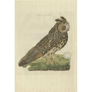 Sepp & Nozeman, Long-Eared Owl, 1809, Paper For Sale