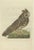 Sepp & Nozeman, Long-Eared Owl, 1809, Paper For Sale
