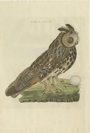 Sepp & Nozeman, Long-Eared Owl, 1809, Paper