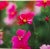 Photorealism Vintage Daniel Farber Cosmos And Bud Flower Photo For Sale - Image 3 of 9