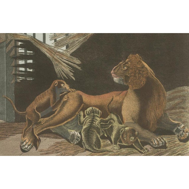 Bertuch, a Lioness and Her Cubs, 1810, Engraving For Sale - Image 6 of 9