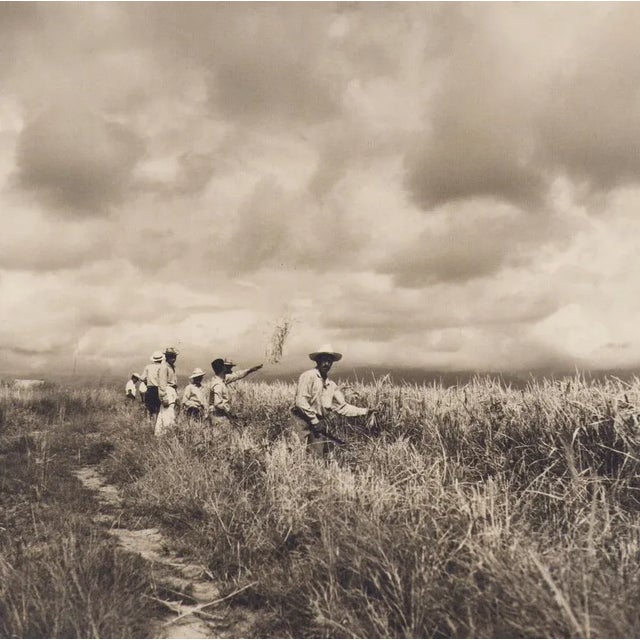 Hanna Seidel, Colombian Rice Harvest, Black and White Photograph, 1960s For Sale - Image 3 of 3