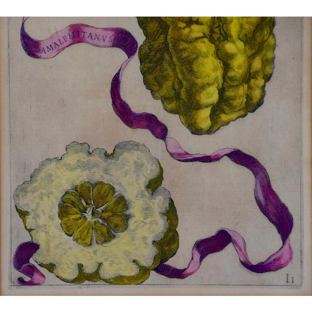 "Limon Straitus Amalphitanus": 17th C. Hand Colored Engraving of Lemons by Ferarri, 1648 For Sale - Image 4 of 4