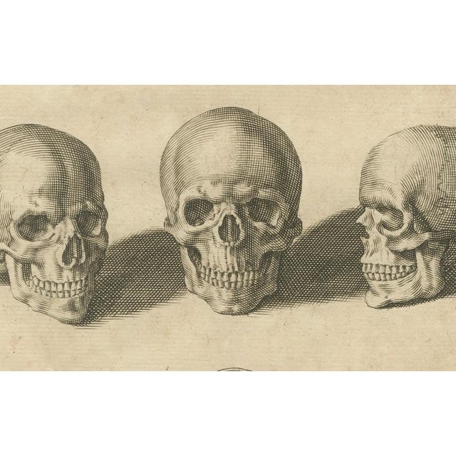 Mid 18th Century After De Lairesse, Human Skull Anatomy Plate, 1745, Paper For Sale - Image 5 of 10