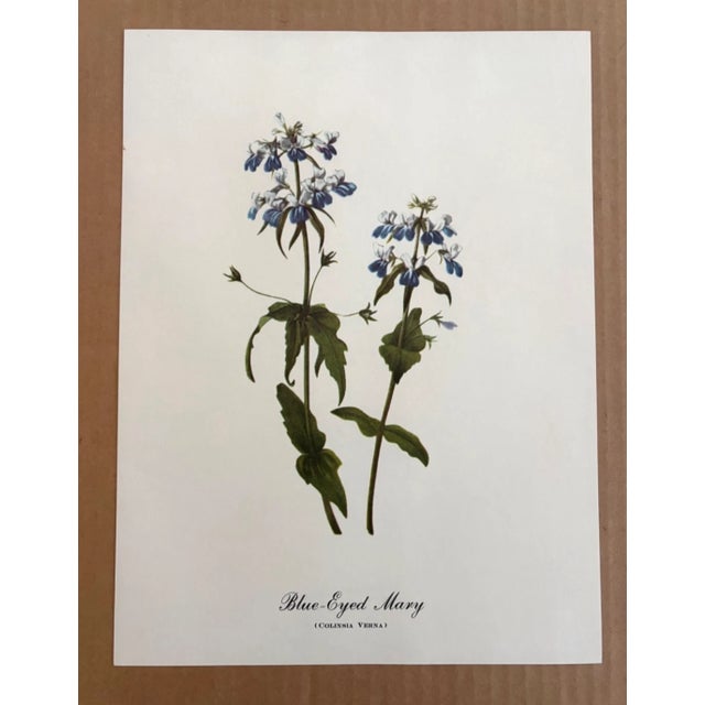 Up for sale is this charming print from an original painting by noted artist Mary Vaux Walcott (1860-1940), matted in an...