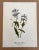 Up for sale is this charming print from an original painting by noted artist Mary Vaux Walcott (1860-1940), matted in an...