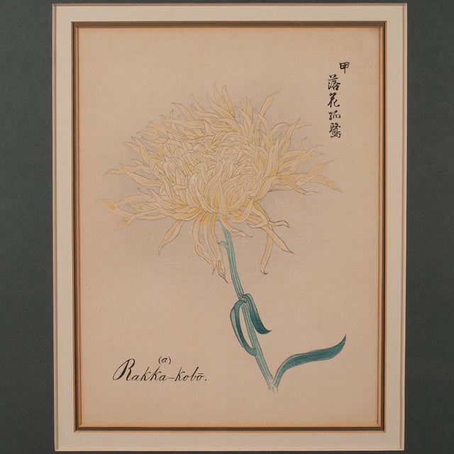 Beige 3 Vintage Botanical Pictures, Japanese, Woodblock Print, After Hasegawa, Art For Sale - Image 8 of 12