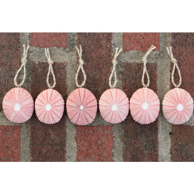 Nautical Sea Urchin Christmas Ornaments in Pink - Set of 6 For Sale - Image 3 of 5