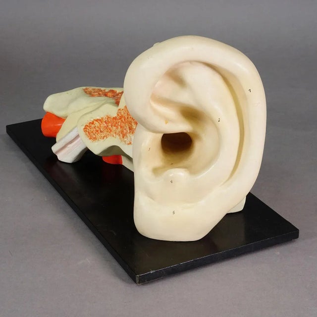 Mid-Century Modern Vintage Teaching Aid Modell of an Ear - Phywe Ca. 1930 For Sale - Image 3 of 6