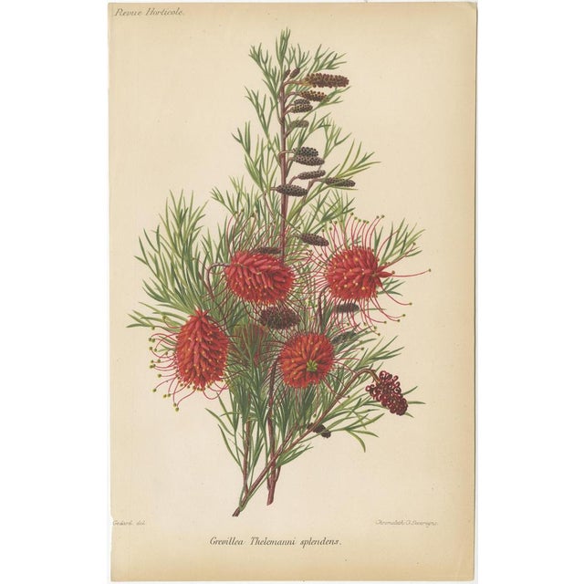 Exquisite Botanicals, 1885, Paper, Set of 6 For Sale - Image 3 of 8