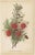 Exquisite Botanicals, 1885, Paper, Set of 6 For Sale - Image 3 of 8