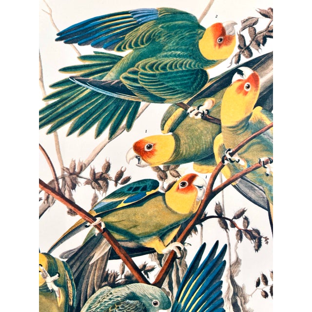 1964 Audubon Folio Lithograph Great Bird Paintings - "Carolina Parrot" 17x14 For Sale In New York - Image 6 of 9