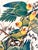 1964 Audubon Folio Lithograph Great Bird Paintings - "Carolina Parrot" 17x14 For Sale In New York - Image 6 of 9