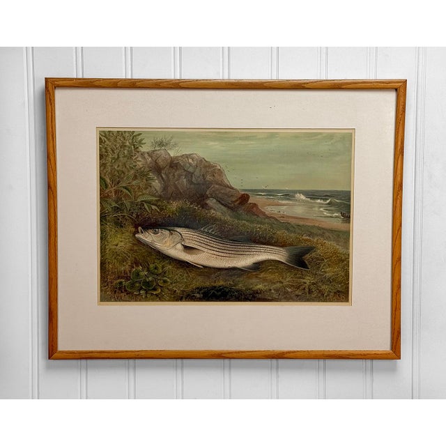 Antique Stripped Bass "Game Fishes of the U.S" by Kilbourne, c.1880's - 1880's Original Chromo-Lithograph by Samuel...