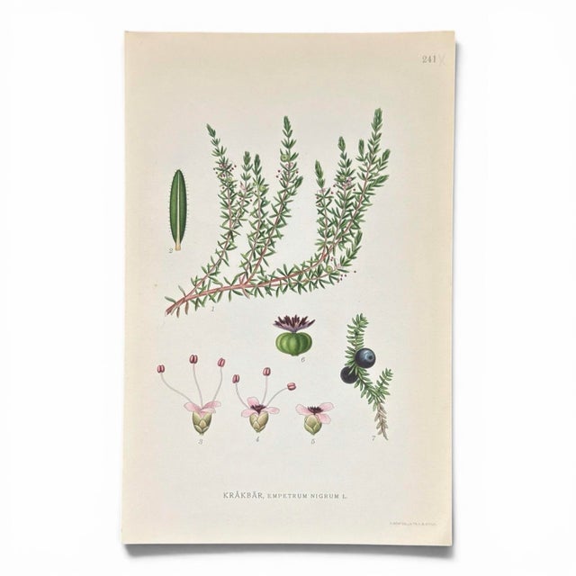 Realism Pair of Antique Botanical Prints | Green Alpine Foliage Studies c.1902 For Sale - Image 3 of 6
