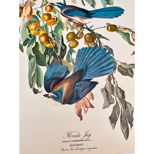 American 1964 Audubon Folio Lithograph Great Bird Paintings – “Florida Jay” 17x14 For Sale - Image 3 of 8