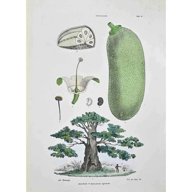 Lithograph hand watercolored. Plate from "Atlante di Botanica popolare ossia Illustrazione di Piante Notevoli di ogni...