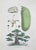 Lithograph hand watercolored. Plate from "Atlante di Botanica popolare ossia Illustrazione di Piante Notevoli di ogni...
