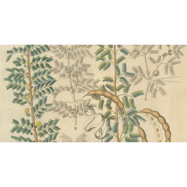 Acacia Tortilis & Acacia Seyal, 1800s, Paper For Sale - Image 4 of 10