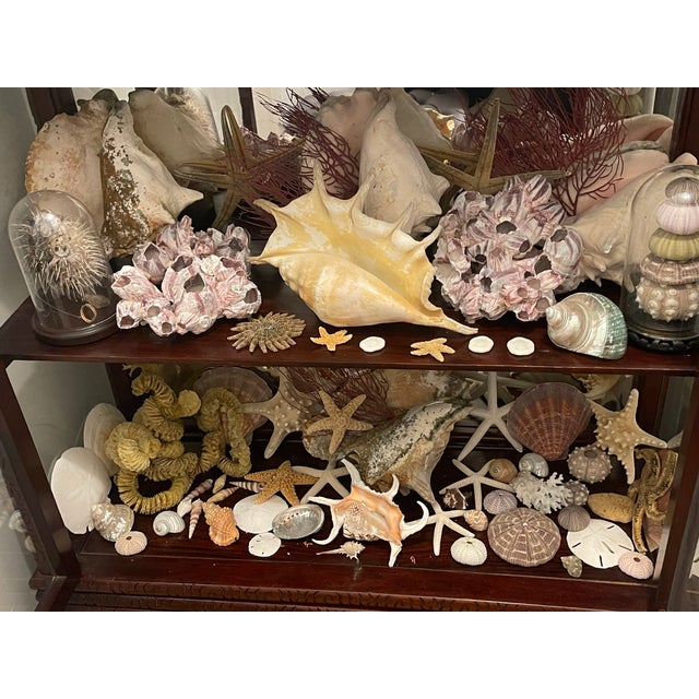 1900-1909 Great Seaworld Sea Shells Specimens Collection in Chinese Chinoiserie Rosewood Carved Vitrine For Sale - Image 11 of 14