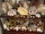 1900-1909 Great Seaworld Sea Shells Specimens Collection in Chinese Chinoiserie Rosewood Carved Vitrine For Sale - Image 11 of 14