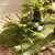 Kenneth Ludwig Chicago Boston Fern Drop-Ins, Set Of 3 For Sale - Image 4 of 7