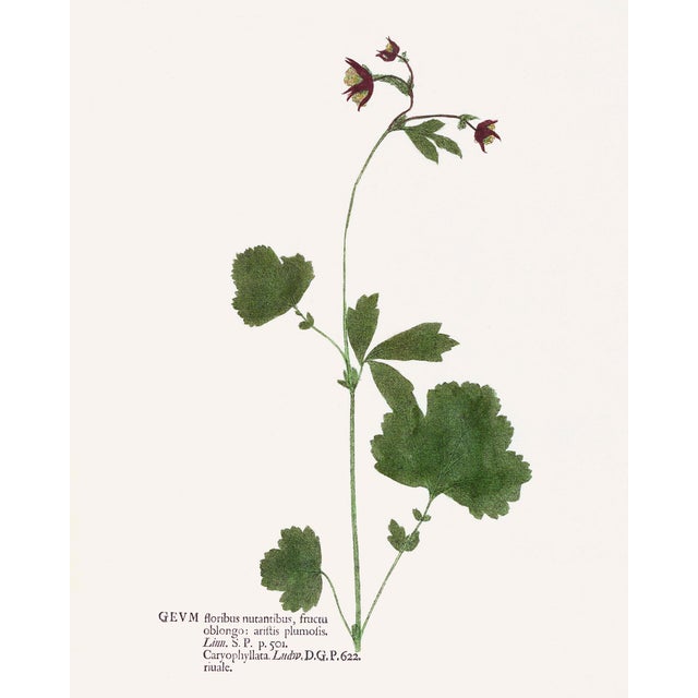 Antique Botanical Set in Oxblood - Set of 8 16" X 20" For Sale - Image 15 of 15
