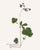 Antique Botanical Set in Oxblood - Set of 8 16" X 20" For Sale - Image 15 of 15