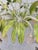 Hollywood Regency Tole 6 Light Palm Leaf Crystal Chandelier For Sale - Image 9 of 11