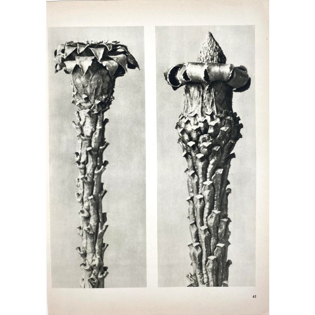 1940s 1940s Botanical Blossfeldt Print - No. 41 For Sale - Image 5 of 5