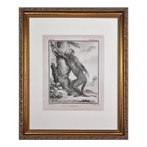 18th Century Original French Monkey Engraving by Buffon 1789